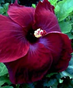 Madagascar Hibiscus Moscheutos Rose of Sharon Starter Seeds - Pink Flowers, Indoor & Outdoor - Image 1