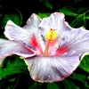 Madagascar Hibiscus Moscheutos Rose of Sharon Starter Seeds - Perennial - Image 1