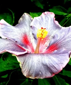Madagascar Hibiscus Moscheutos Rose of Sharon Starter Seeds - Perennial - Image 1