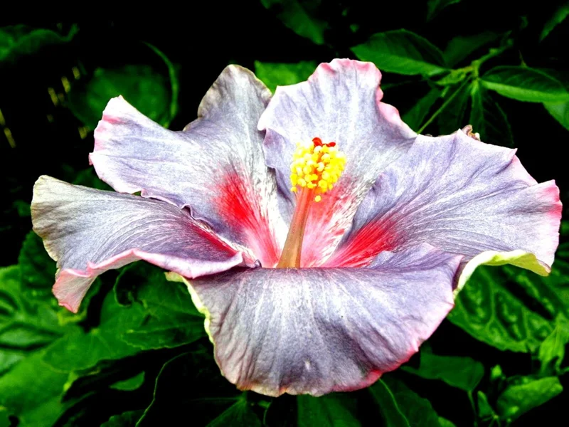 Madagascar Hibiscus Moscheutos Rose of Sharon Starter Seeds - Perennial - Image 1