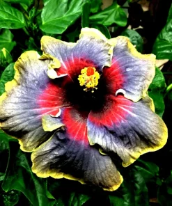 Madagascar Hibiscus Moscheutos Rose of Sharon Starter Seeds - Pink Flowers - Image 1