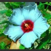 Madagascar Hibiscus Moscheutos Seeds - 10 Rose of Sharon Seed Pack Perennial - Image 1