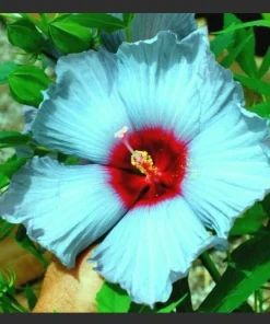 Madagascar Hibiscus Moscheutos Seeds - 10 Rose of Sharon Seed Pack Perennial - Image 1