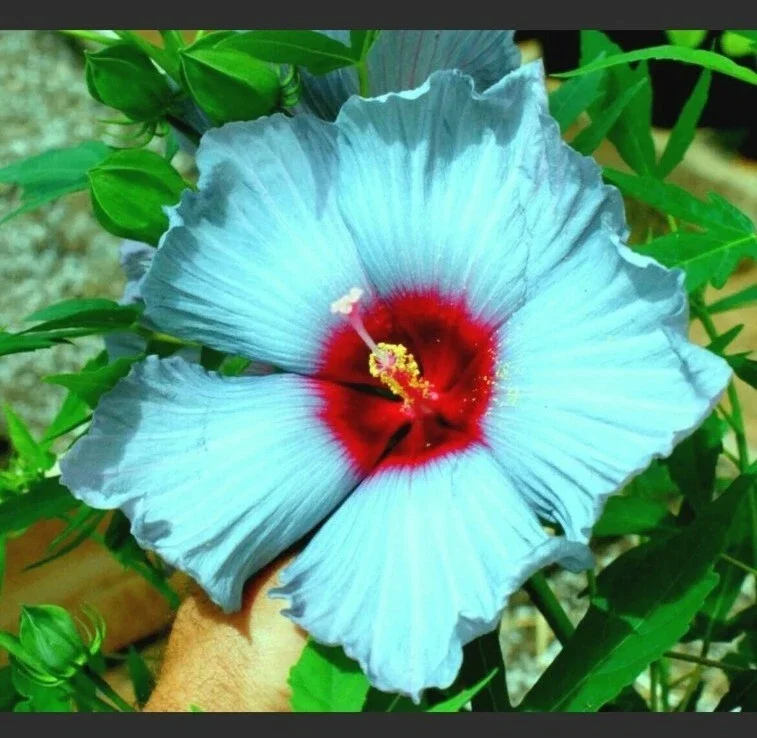 Madagascar Hibiscus Moscheutos Seeds - 10 Rose of Sharon Seed Pack Perennial - Image 1