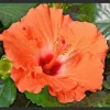 Madagascar Hibiscus Moscheutos Seeds - Rose of Sharon - 10 Seed Pack - Image 1