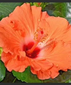 Madagascar Hibiscus Moscheutos Seeds - Rose of Sharon - 10 Seed Pack - Image 1
