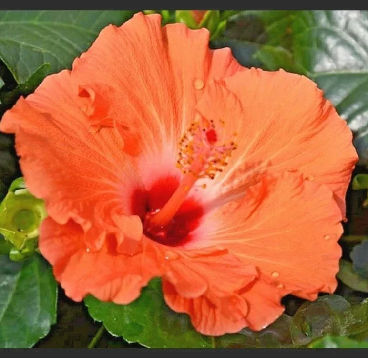 Madagascar Hibiscus Moscheutos Seeds - Rose of Sharon - 10 Seed Pack - Image 1