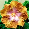 Madagascar Hibiscus Moscheutos Seeds - Rose of Sharon Seed Pack - Indoor/Outdoor - Image 1