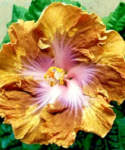 Madagascar Hibiscus Moscheutos Seeds - Rose of Sharon Seed Pack - Indoor/Outdoor - Image 1