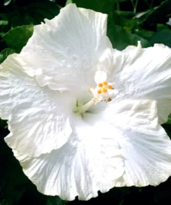 Madagascar Hibiscus Moscheutos Seeds - Rose of Sharon Starter Seeds HS6825 - Image 1