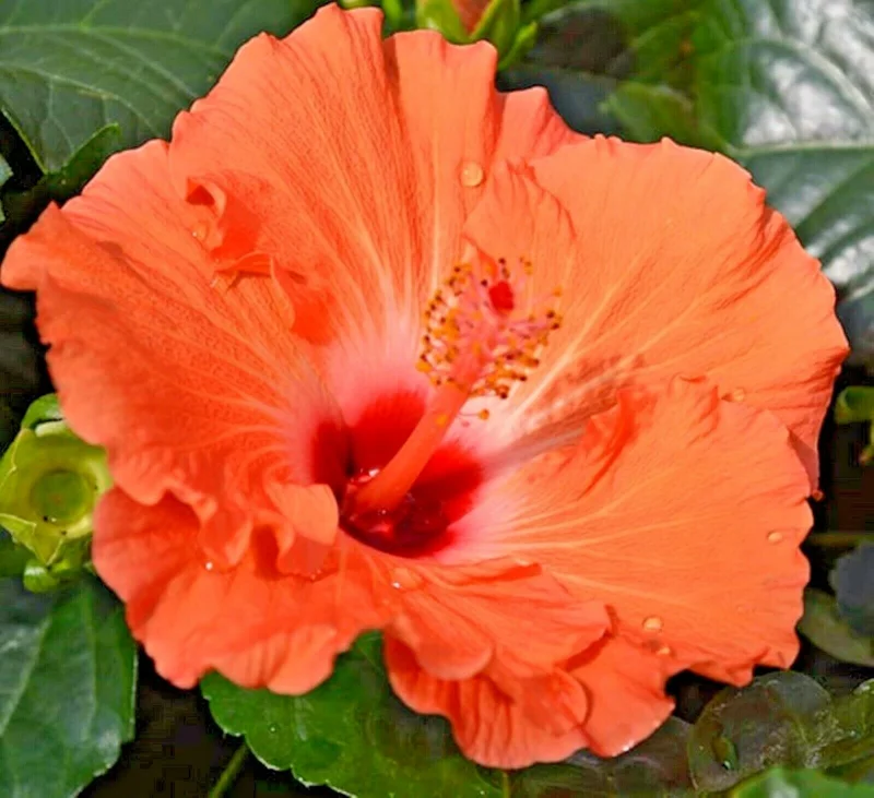 Madagascar Hibiscus Moscheutos Seeds - Rose of Sharon Starter Seeds - Pink Flowers - Indoor/Outdoor - Image 1