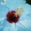 Madagascar Hibiscus Moscheutos Seeds - Rose of Sharon Starter Seeds - Perennial - Image 1