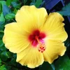 Madagascar Hibiscus Moscheutos Seeds - Rose of Sharon Starter Seeds - Image 1