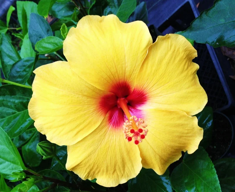Madagascar Hibiscus Moscheutos Seeds - Rose of Sharon Starter Seeds - Image 1