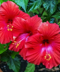 Madagascar Hibiscus Moscheutos Seeds - Rose of Sharon Starter Seeds - Pink Flowers - Image 1
