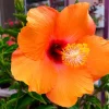 Madagascar Hibiscus Moscheutos Starter Seeds - Rose of Sharon Perennial Flower Seeds - Image 1