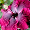 Madagascar Hibiscus Moscheutos Starter Seeds - Rose of Sharon - Perennial Flower Seeds - Image 1