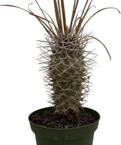 Madagascar Palm Live Plant - Pachypodium Lamerei - 4