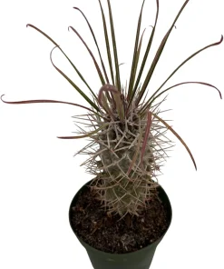 Madagascar Palm Live Plant - Pachypodium Lamerei - 4