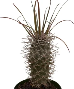 Madagascar Palm Live Plant - Pachypodium Lamerei - 4