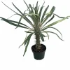 Madagascar Palm Live Plant - Pachypodium Lamerei - 4" Pot - Indoor/Outdoor - Image 1