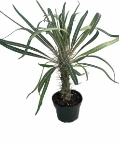 Madagascar Palm Live Plant - Pachypodium Lamerei - 4
