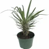 Madagascar Palm Live Plant – Pachypodium Lamerei – 6 inch Pot – Indoor - Image 1