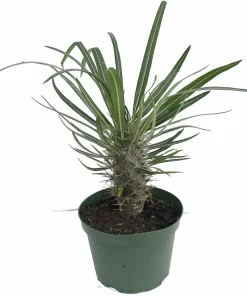 Madagascar Palm Live Plant – Pachypodium Lamerei – 6 inch Pot – Indoor - Image 1