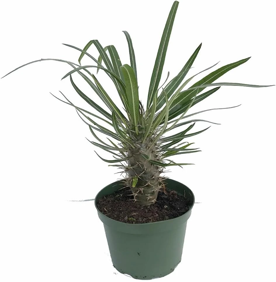 Madagascar Palm Live Plant – Pachypodium Lamerei – 6 inch Pot – Indoor - Image 1
