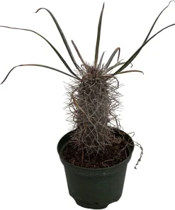 Madagascar Palm Live Plant – Pachypodium Lamerei – 6 inch Pot – Indoor - Image 2