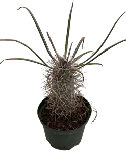 Madagascar Palm Live Plant – Pachypodium Lamerei – 6 inch Pot – Indoor - Image 3