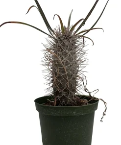 Madagascar Palm Live Plant – Pachypodium Lamerei – 6 inch Pot – Indoor - Image 4