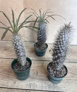 Madagascar Palm Tree in 4