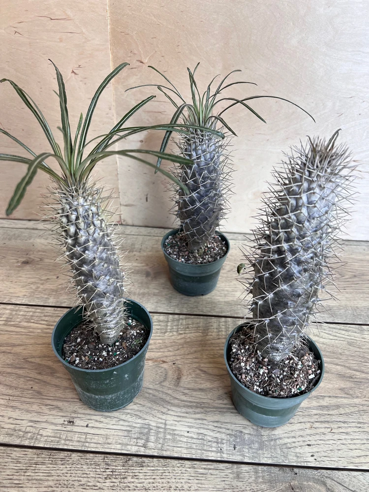 Madagascar Palm Tree in 4" Pot Lamerei Plant, Succulent - Image 2