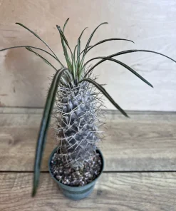 Madagascar Palm Tree in 4