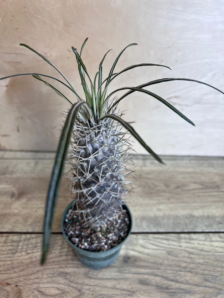 Madagascar Palm Tree in 4" Pot Lamerei Plant, Succulent - Image 3