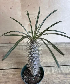 Madagascar Palm Tree in 4