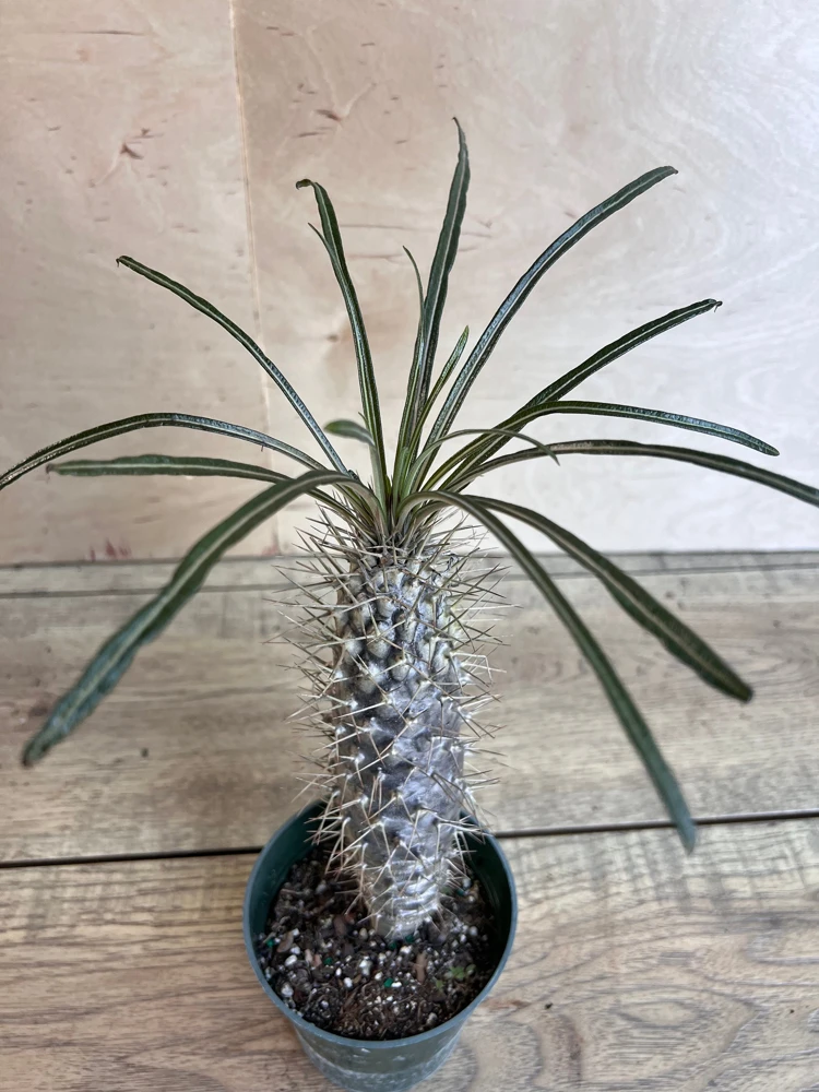 Madagascar Palm Tree in 4" Pot Lamerei Plant, Succulent - Image 4