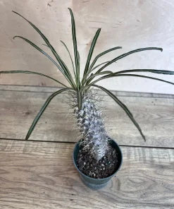 Madagascar Palm Tree in 4