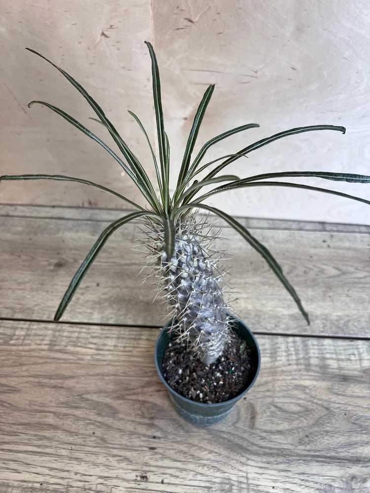 Madagascar Palm Tree in 4" Pot Lamerei Plant, Succulent - Image 5