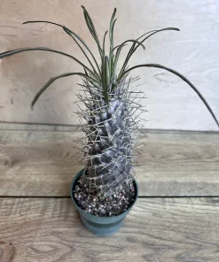 Madagascar Palm Tree in 4