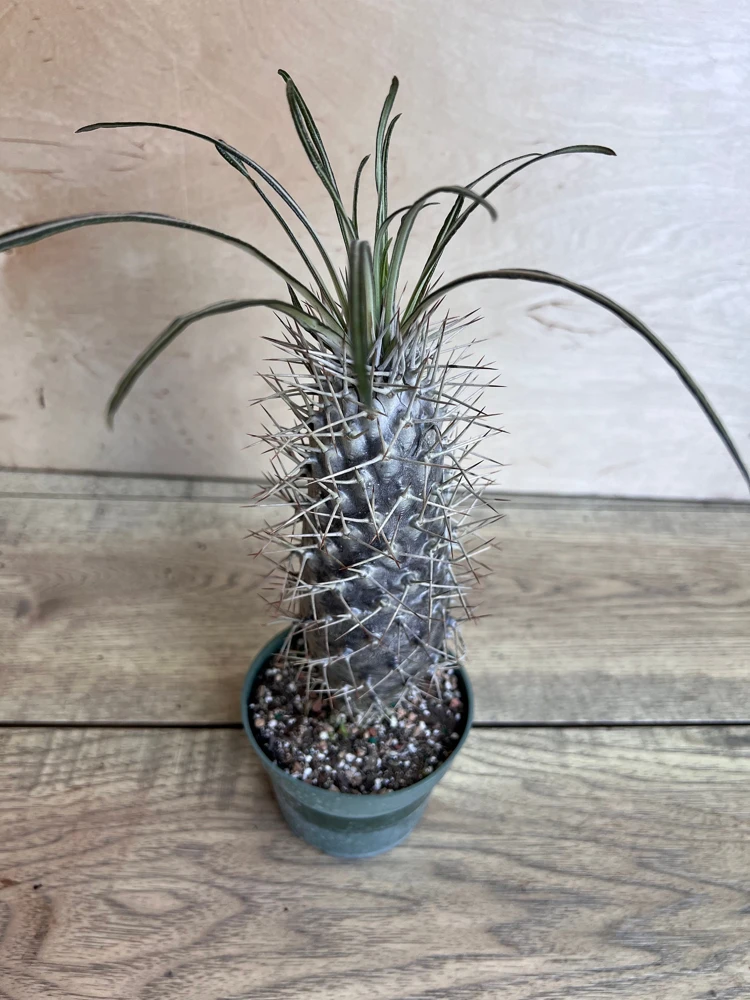 Madagascar Palm Tree in 4" Pot Lamerei Plant, Succulent - Image 6