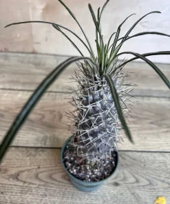Madagascar Palm Tree in 4