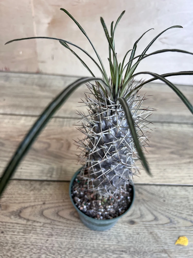 Madagascar Palm Tree in 4" Pot Lamerei Plant, Succulent - Image 7