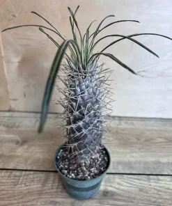 Madagascar Palm Tree in 4