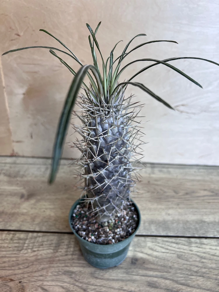 Madagascar Palm Tree in 4" Pot Lamerei Plant, Succulent - Image 8