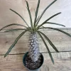 Madagascar Palm Tree in 4" Pot Lamerei Plant, Succulent - Image 1