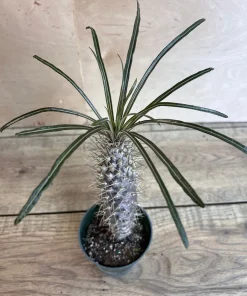 Madagascar Palm Tree in 4