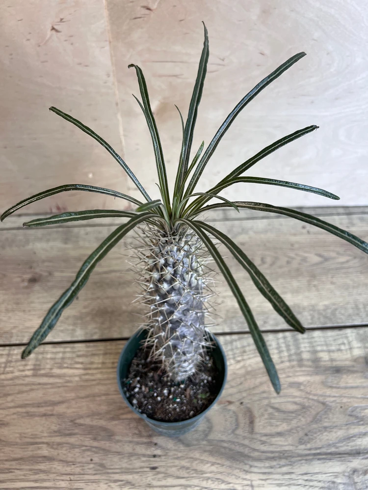 Madagascar Palm Tree in 4" Pot Lamerei Plant, Succulent - Image 1