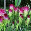 Magnificent Red Curcuma Turmeric Rhizomes - Fast Grow Flower Plant - Image 1